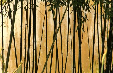 竹 風水